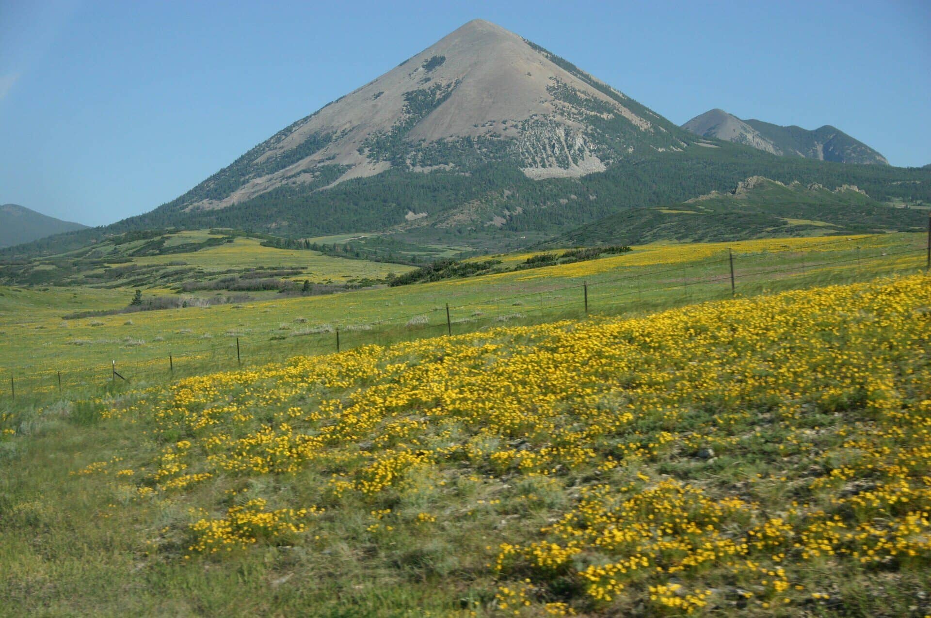 Colorado wildflowers blooming in late spring
