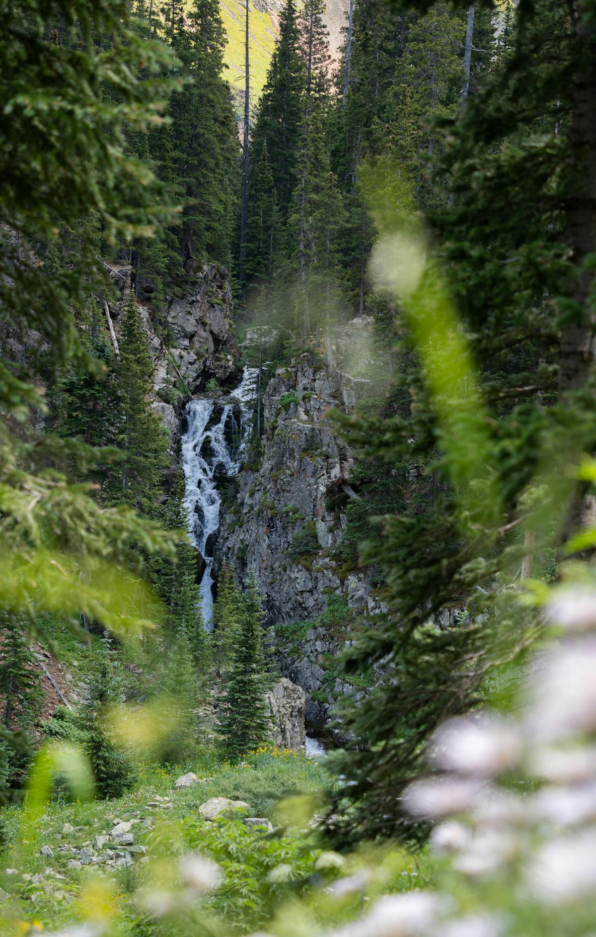 Lush green forest surrounding a Colorado waterfall