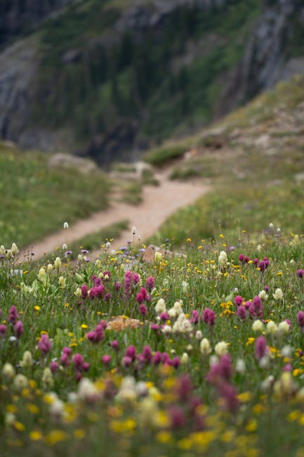 Wildflowers blooming along a mountain hiking trail in summer